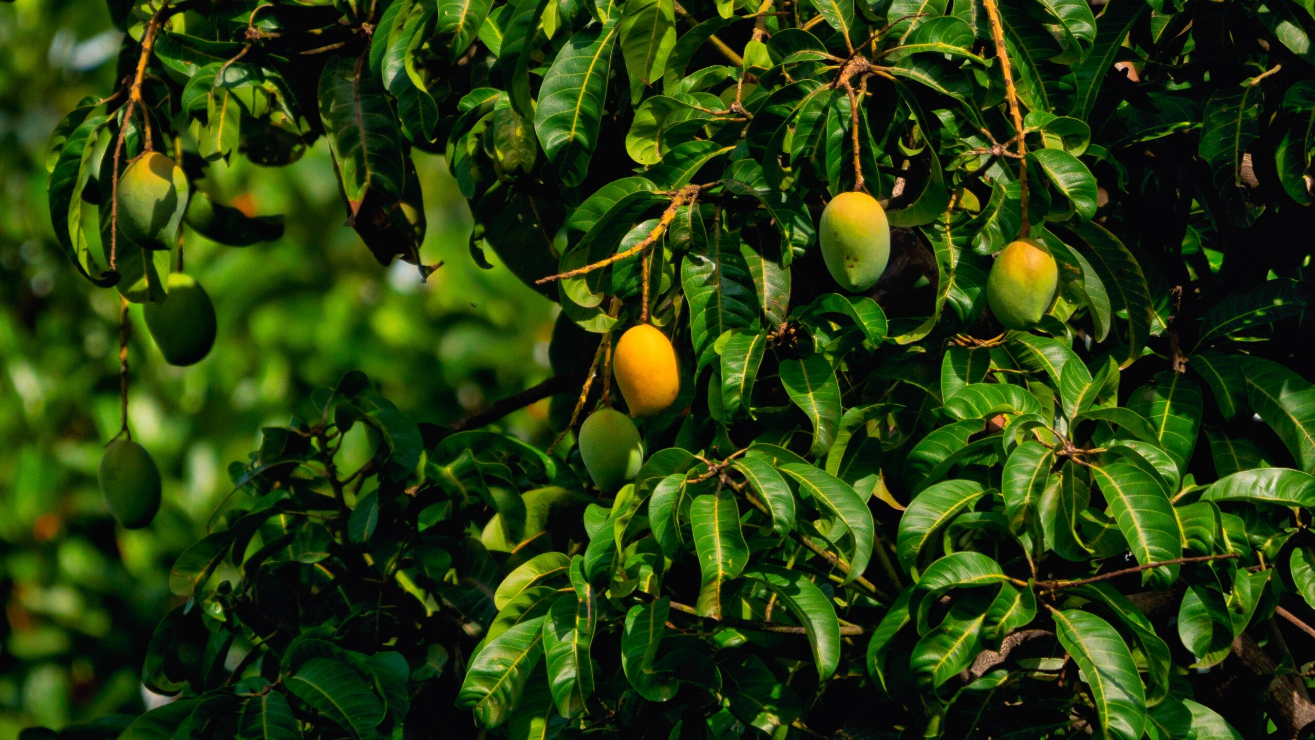 Mango Standards and food safety