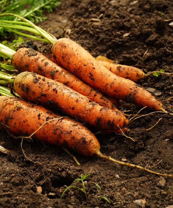 Fresh Carrots, showcasing their vibrant orange color and crisp texture, neatly arranged