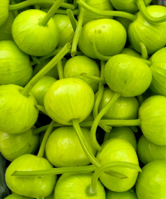 Round Dudi vegetable, featuring its round shape and smooth green skin, a versatile and nutritious Pakistani vegetable.